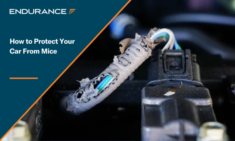 Car engine electrical wiring harness damage from mice